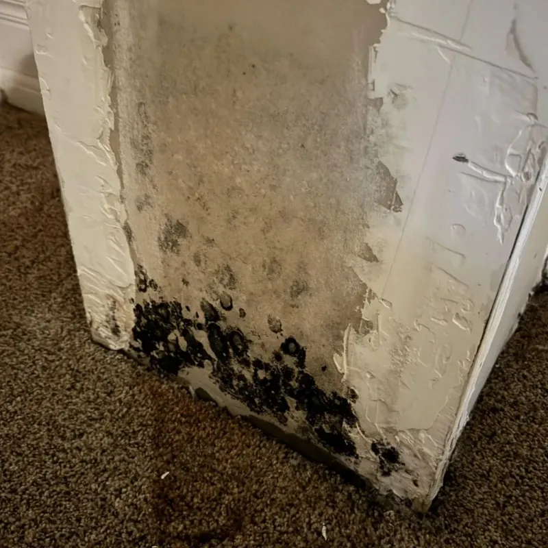 Professional Mold Removal in Farmington, ME